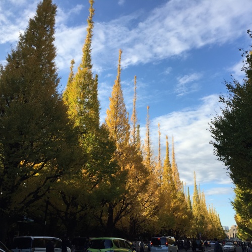 Beautiful stroll in the middle of Tokyo- enjoy the Ginkgo Trees in Gaien