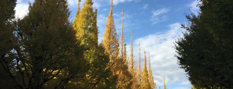 Beautiful stroll in the middle of Tokyo- enjoy the Ginkgo Trees in Gaien