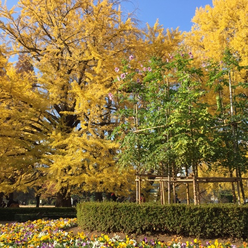 Shinjuku Gyoen National Garden　新宿御苑 – Oasis in Shinjuku　新宿