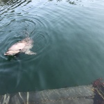 Dolphin Swim in Awaji-shima　淡路島