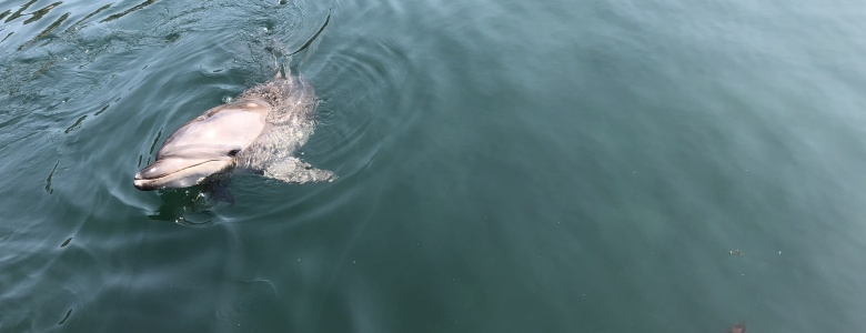 Dolphin Swim in Awaji-shima　淡路島