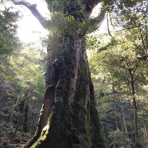 Yakushima　屋久島 Ancient forest, inspiration for Ghibri`s “Mononokehime”