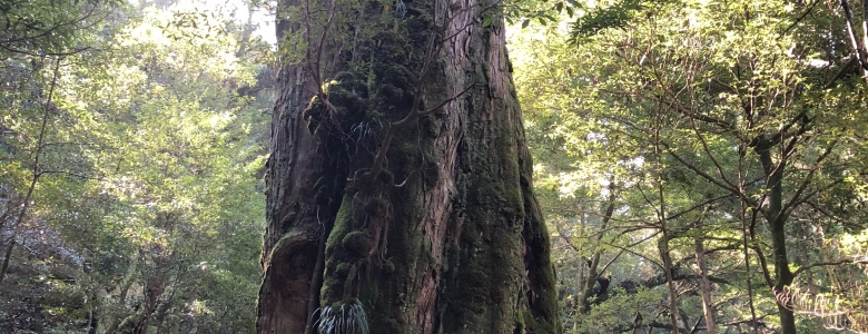 Yakushima　屋久島 Ancient forest, inspiration for Ghibri`s “Mononokehime”